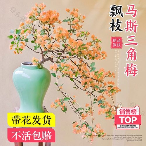 【飘枝马斯】三角梅盆栽带花大苗