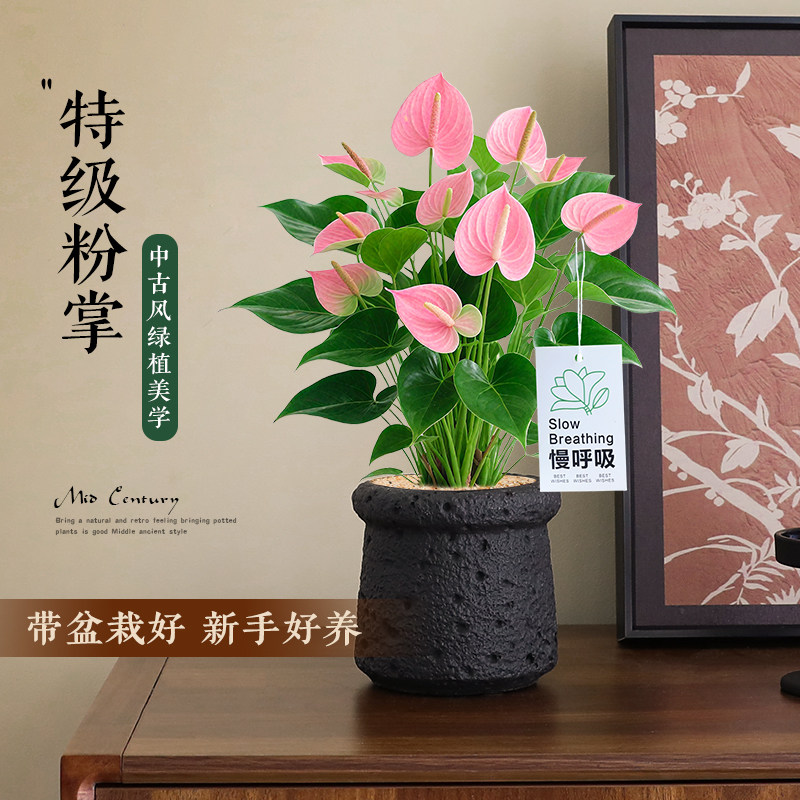 带花粉掌植物盆栽花卉客厅桌面上绿植好养活鸿运当头多季开花耐阴,鲜花速递/花卉仿真/绿植园艺,绿植,淘宝优惠券,粉丝福利购,淘宝优惠卷