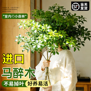 水培植物进口马醉木鲜切枝美男树吊钟枝条室内客厅氛围感绿植盆栽