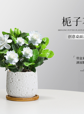 小叶栀子花带花苞盆栽办公室室内好养活观花客厅花卉常绿桌面摆件