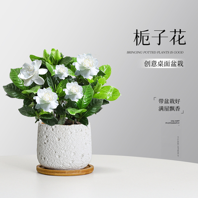 栀子花四季常青桌面摆件净化空气