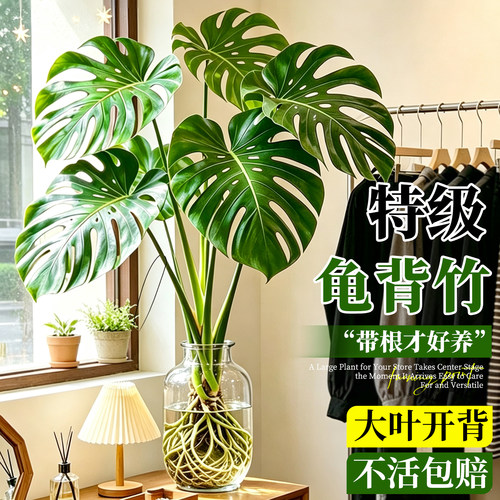 【大叶开背】水培龟背竹四季常青