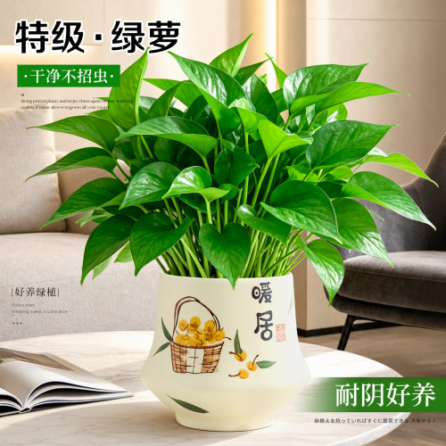 【新手好养盆栽】桌面绿萝箩绿植