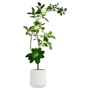 网红孟加拉榕盆栽室内客厅落地大型绿植黄金榕树高山榕橡皮面包树