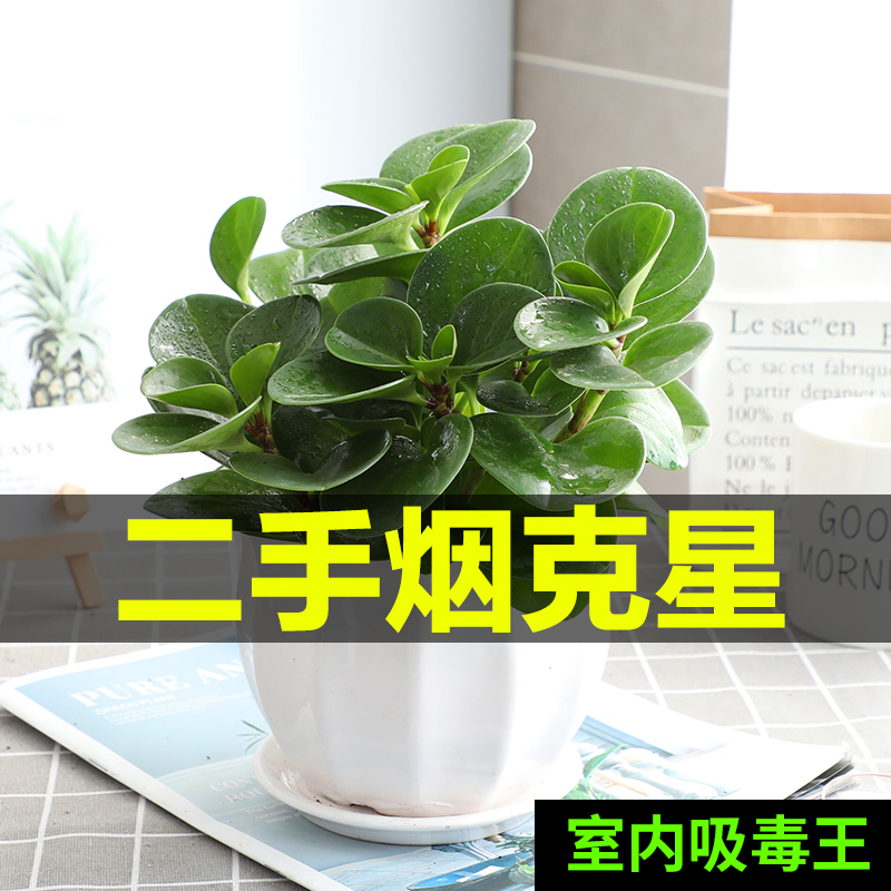 豆瓣绿碧玉室内办公桌客厅送肥料