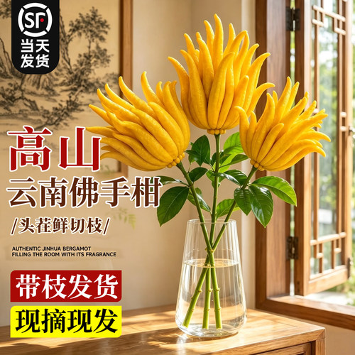 【水培佛手柑】浓香鲜果观赏摆件