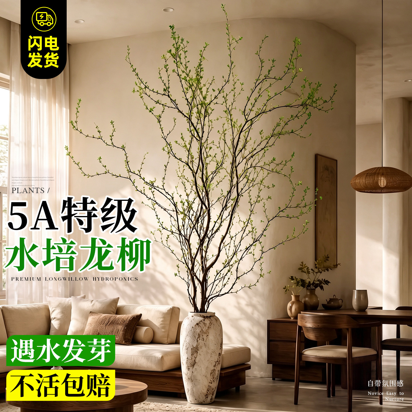 龙柳鲜枝水培植物室内好养活绿植插花干枝鲜切花水养客厅花卉盆栽