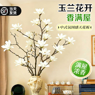 带花苞玉兰花水培鲜切枝室内桌面盆栽插花浓香花卉绿植物耐寒好养
