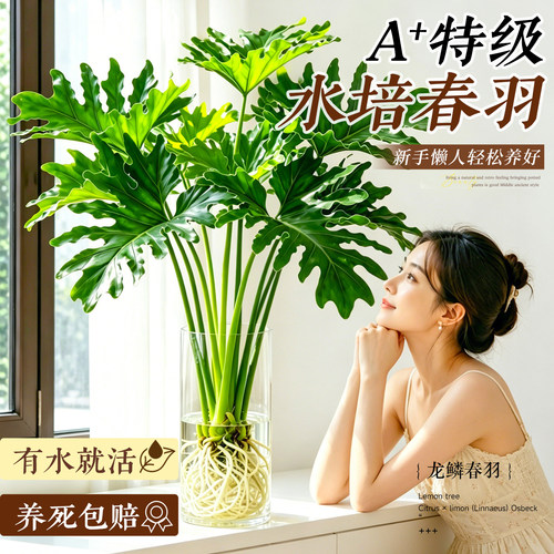 【超好养】水培春羽室内净化绿植