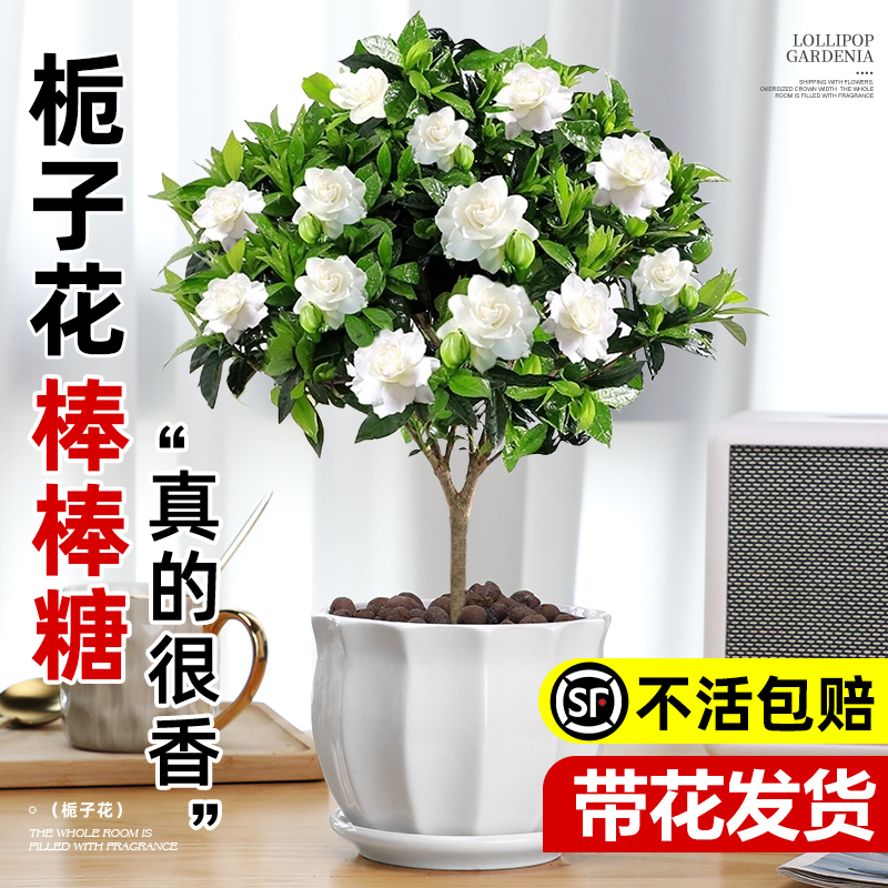 栀子花盆栽植物四季常青桌面绿植