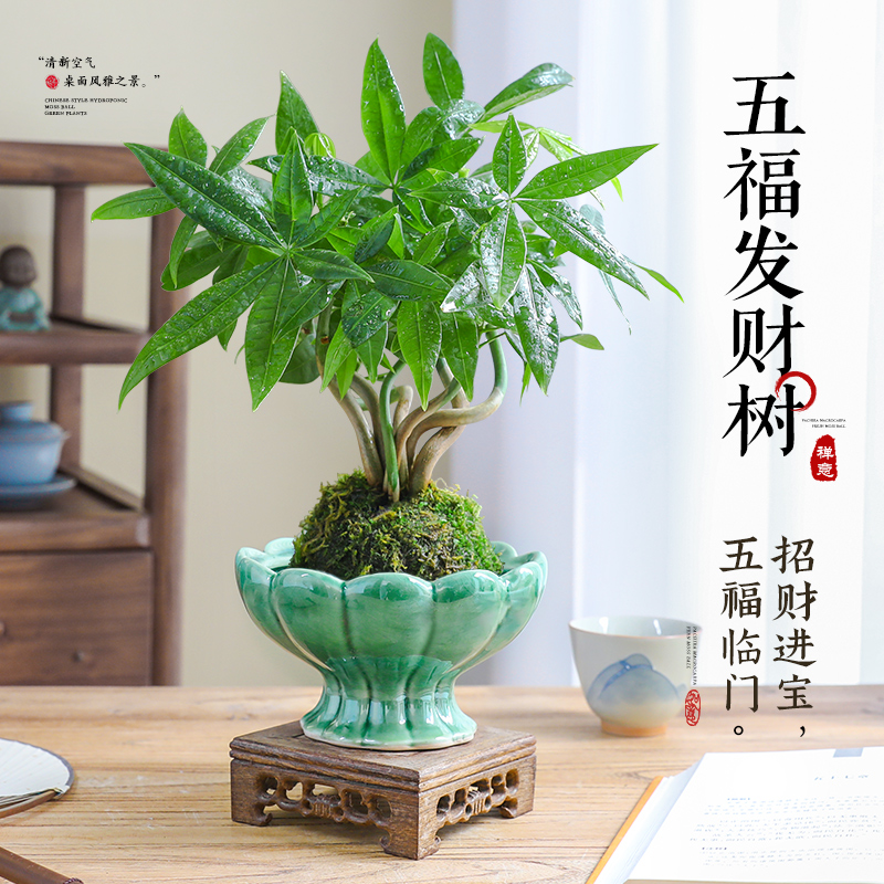 发财树苔藓球水培植物办公室桌面上招财送礼绿植中式禅意盆景好养
