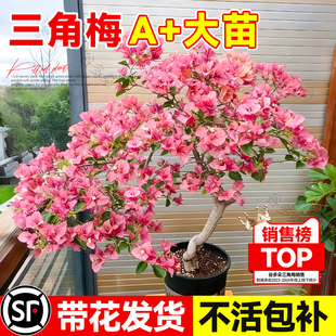 三角梅盆栽带花重瓣绿樱室内阳台花卉绿植物四季开花老桩爬藤大苗