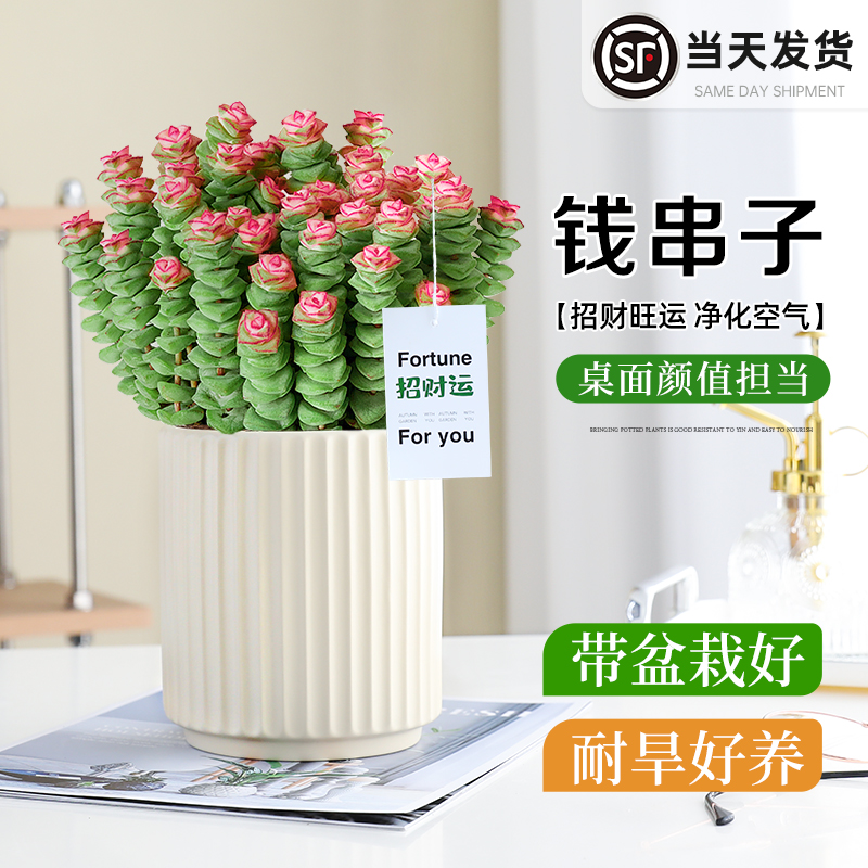钱串子多肉小盆栽室内桌面招财绿植花卉钱多多好养活肉肉鲜花耐旱