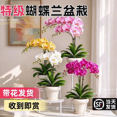 【客厅C位盆栽】带花蝴蝶兰好养
