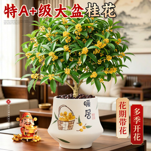 【好养易活】大盆四季桂花可食用