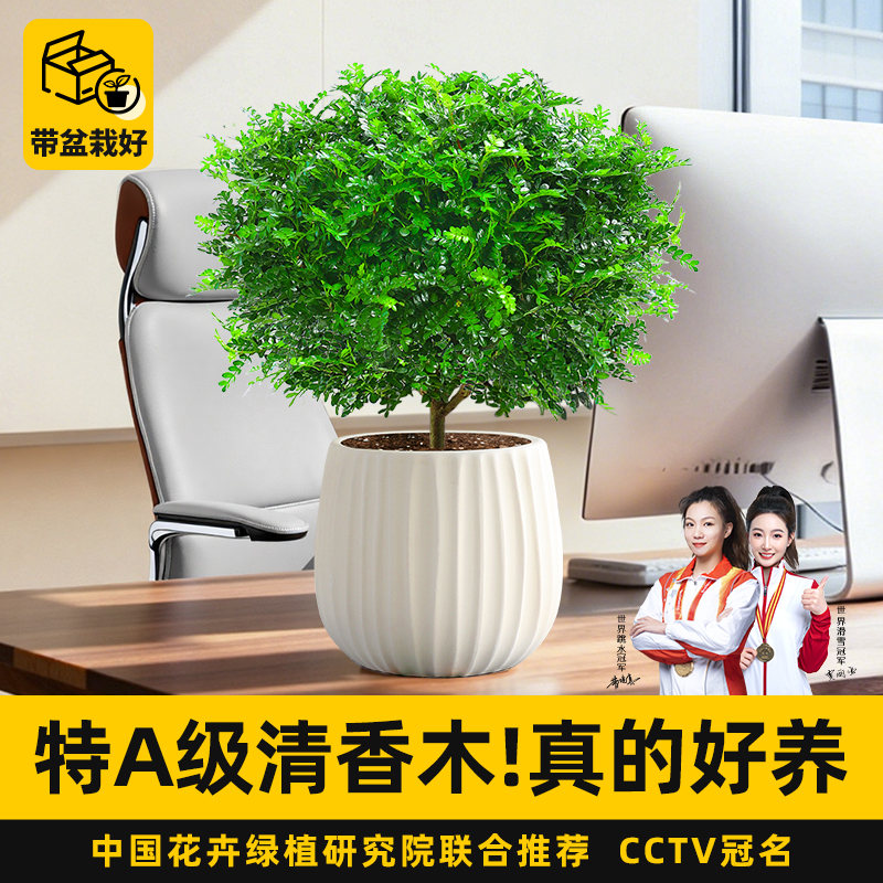 特级清香胡椒木盆栽室内好养绿植
