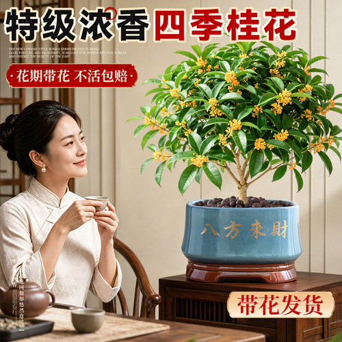 【带花发货】大盆四季桂花可食用