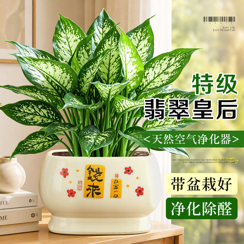 【耐阴好养】特级翡翠皇后好养活