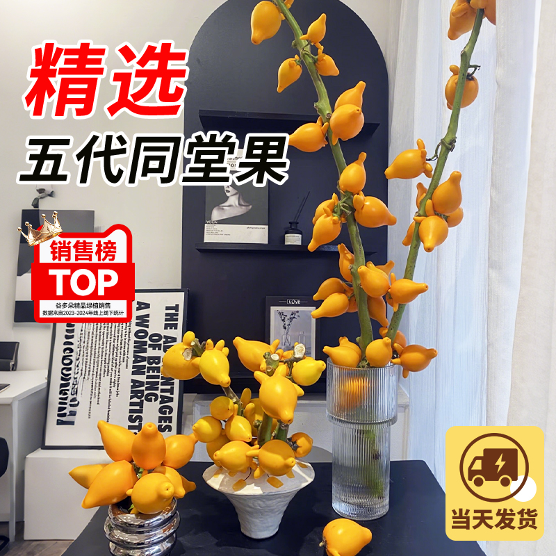 五代同堂黄金果鲜切南瓜水培绿植