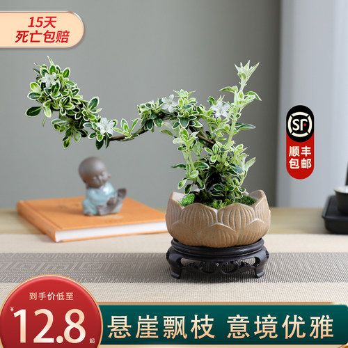 悬崖六月雪造型盆景绿植老桩植物