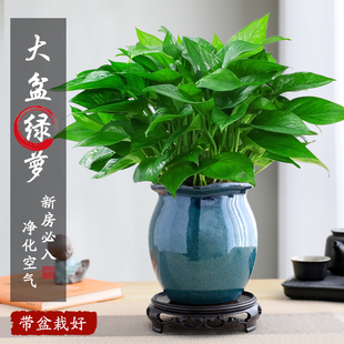 绿萝盆栽室内植物花卉绿植垂吊大叶绿箩净化空气好养活景德镇陶瓷