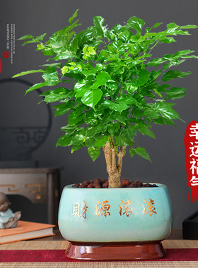 特级古桩幸福树盆栽四季常青好养