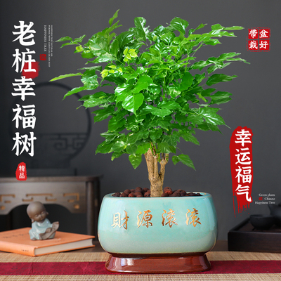 特级古桩幸福树盆栽四季常青好养