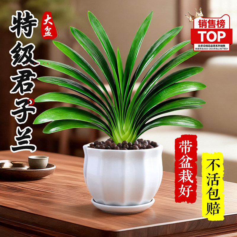 特级君子兰盆栽室内名贵大盆绿植好养活多季开花圆头和尚国宝花卉,鲜花速递/花卉仿真/绿植园艺,时令草本花卉,淘宝优惠券,粉丝福利购,淘宝优惠卷