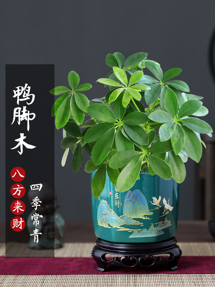 八方来财鸭脚木盆栽植物室内外绿植七叶莲吸甲醛净化空气四季常青