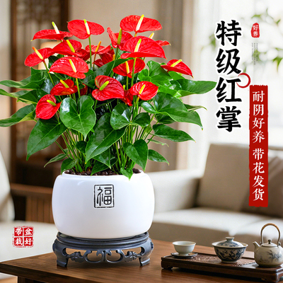 红掌室内桌面好养年宵花卉绿植物