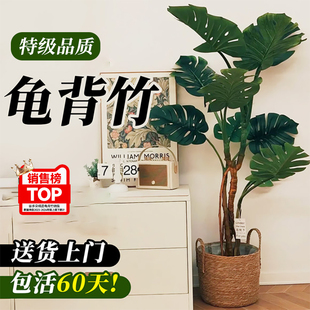 老桩大叶龟背竹客厅大盆栽室内大型落地绿植物高级感盆景懒人好养