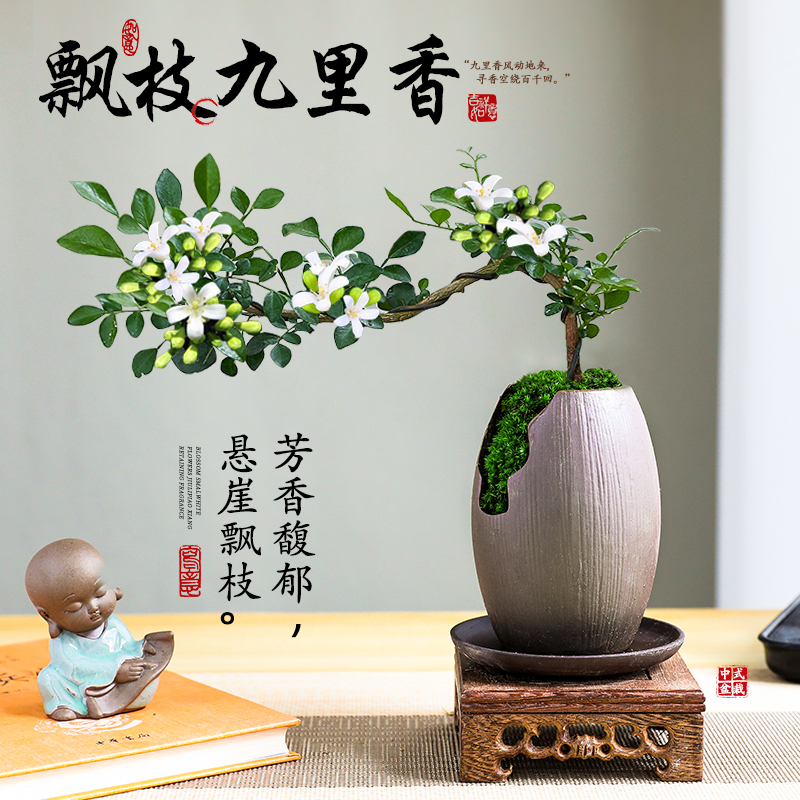 飘枝九里香桌面盆景室内绿植好养