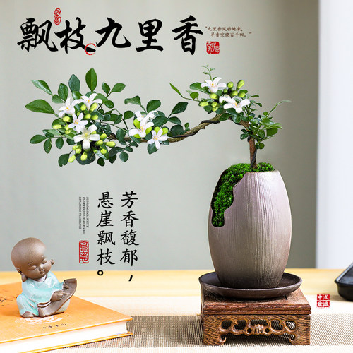 飘枝九里香桌面盆景室内绿植好养