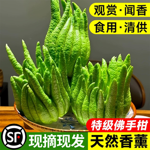 佛手柑鲜果水培植物闻香桌面摆件天然可食新鲜香橼绿植福禄双全