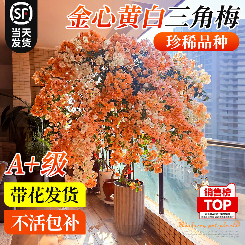 稀缺金心黄白三角梅带花盆栽花卉绿植物阳台好养老桩重瓣绿樱大盆