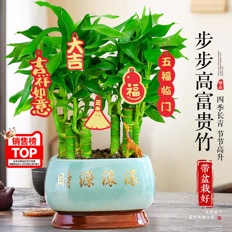 大盆步步高富贵竹盆栽客厅桌面绿植花卉转运招财盆景送礼旺宅植物
