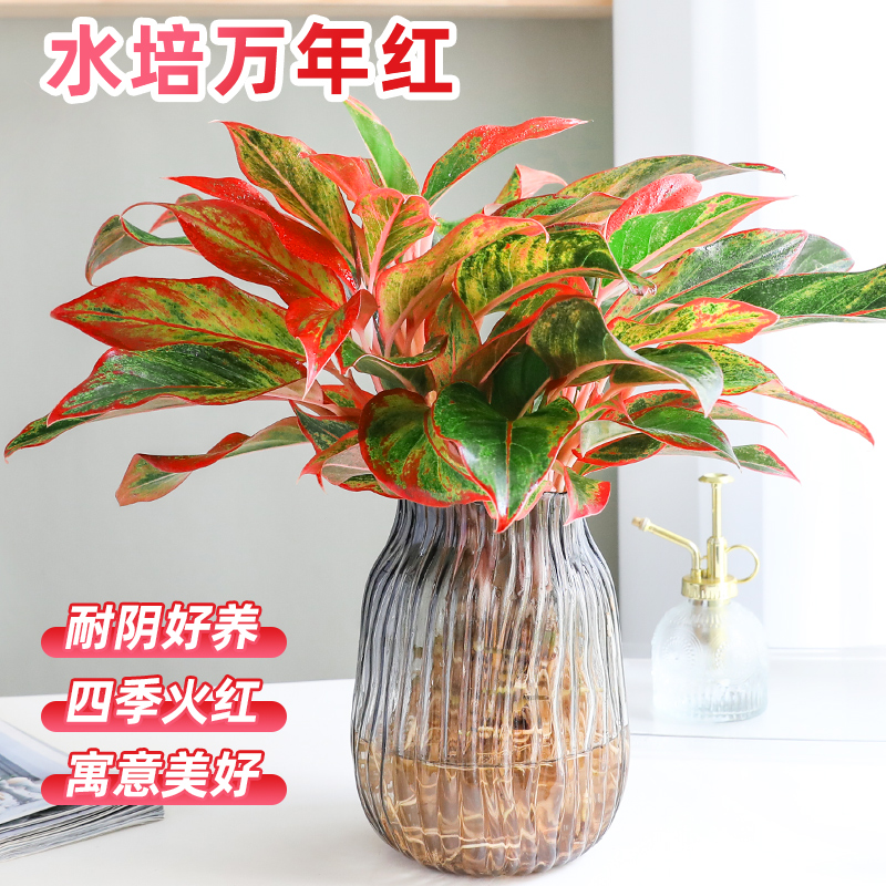 水培万年红绿植盆栽室内四季好养