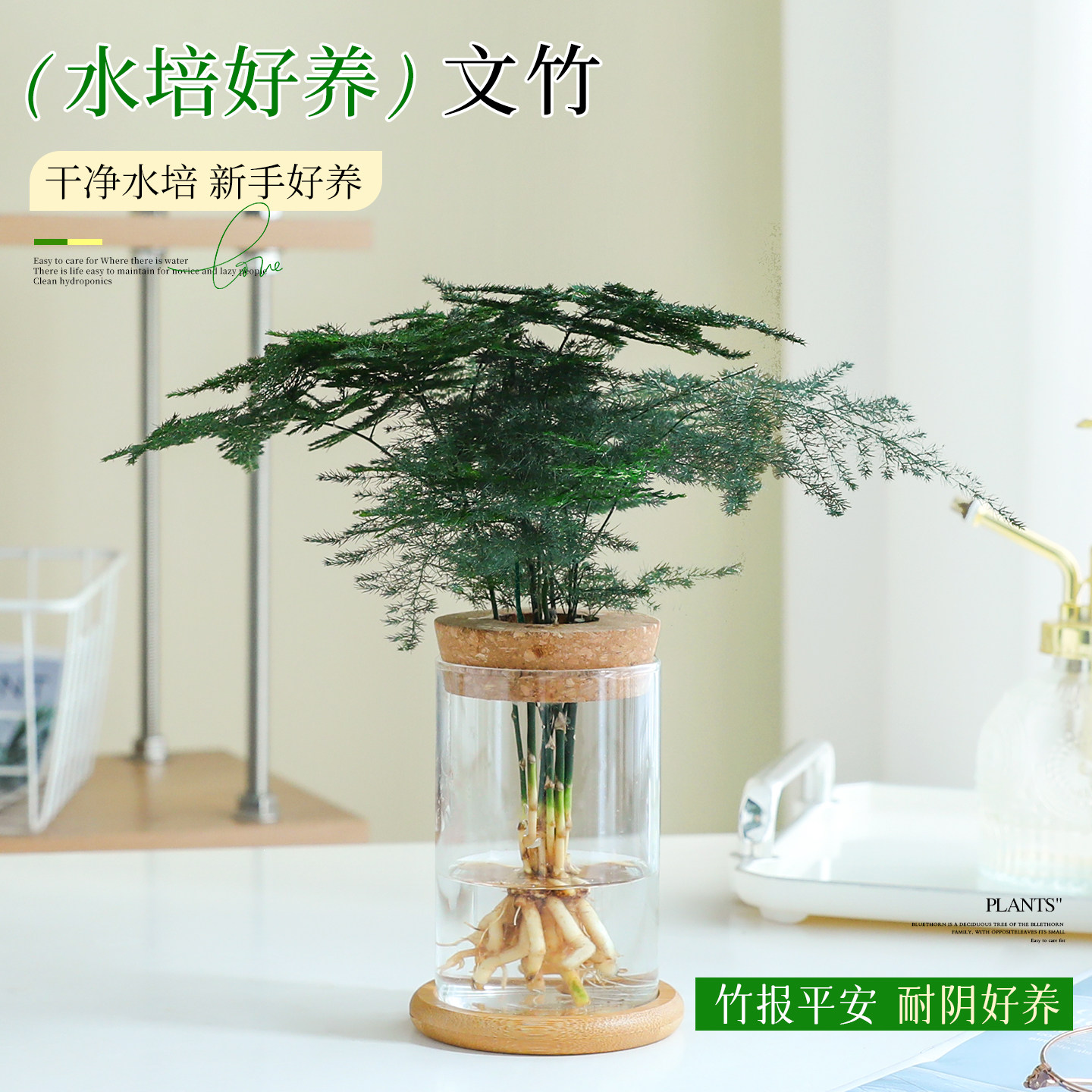 水培文竹植物办公室桌面耐阴懒人好养绿植竹报平安水养发财树盆栽