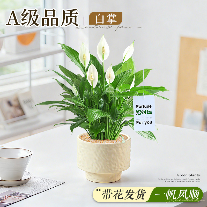 带花白掌盆栽好养花卉室内客厅办公室一帆风顺绿植桌面上招财旺运