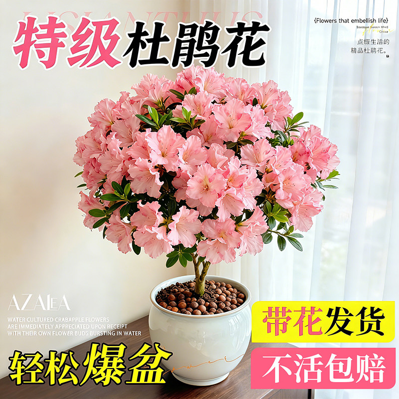 【大盆杜鹃花】阳台耐寒好养花卉图片