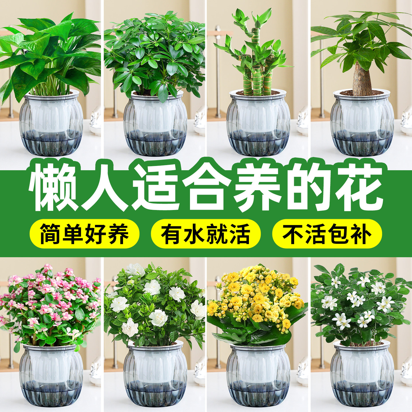 适合懒人养的花水培植物绿萝盆栽富贵竹耐阴绿植花卉工位懒人好养