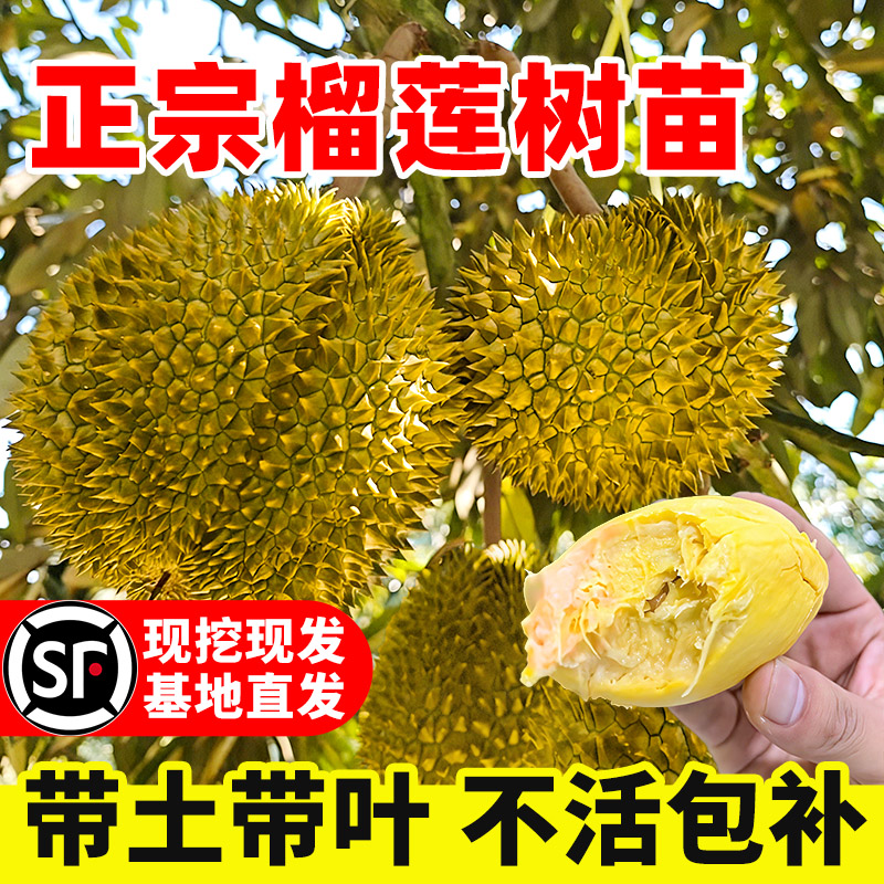 金枕榴莲树正宗果树嫁接四季种植