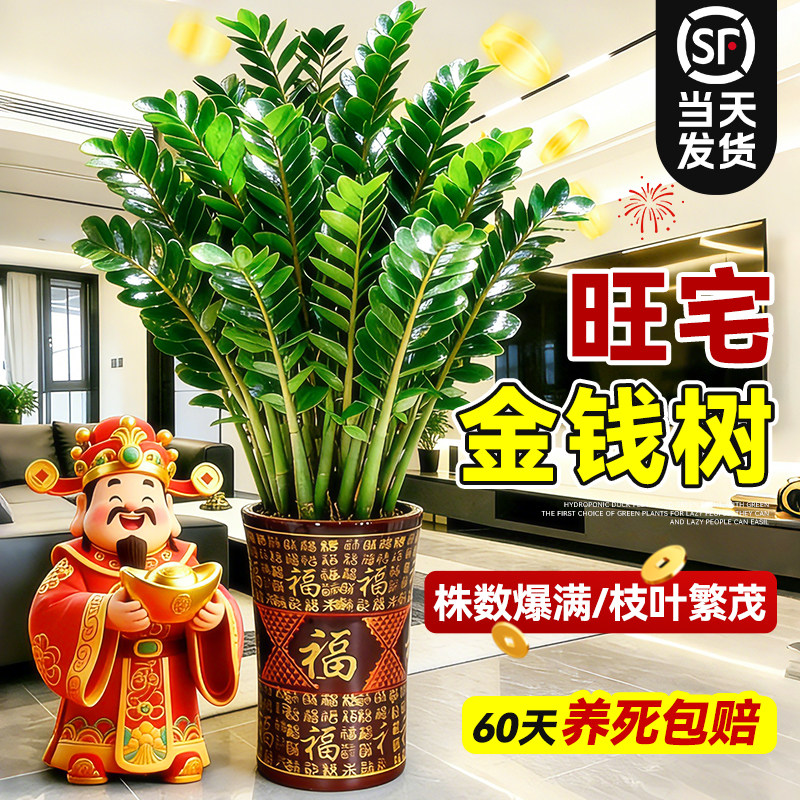 大型金钱树绿植盆栽客厅招财旺宅风水树大型发财树乔迁送礼植物