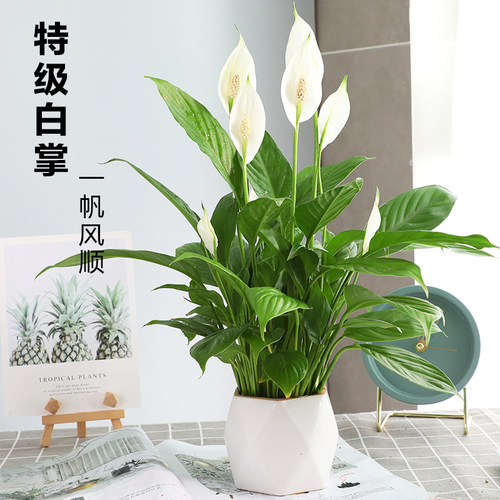 一帆风顺白掌室内好养活净化空气
