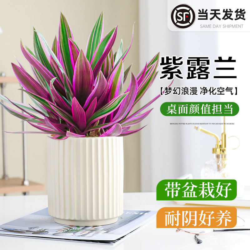 紫露兰盆栽多肉植物花卉室内客厅大苗绿植四季好养活油画婚礼吊兰
