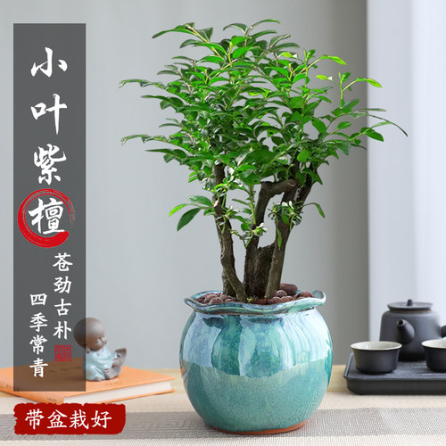 小叶紫檀盆景老桩四季景德镇陶瓷