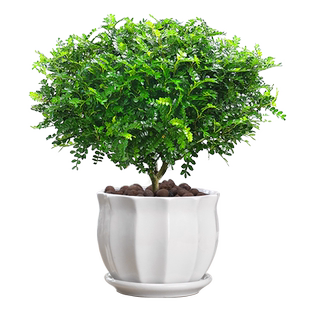正宗清香胡椒木盆栽绿植驱蚊草花卉植物室内树苗九里香老桩盆景