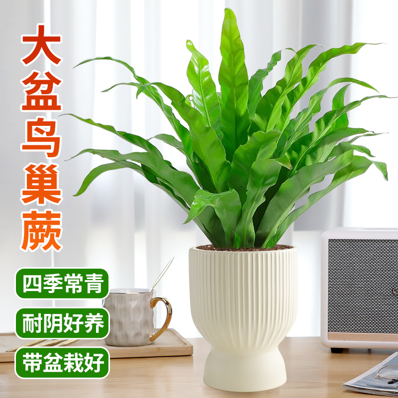 鸟巢蕨盆栽大苗植物观叶四季常青