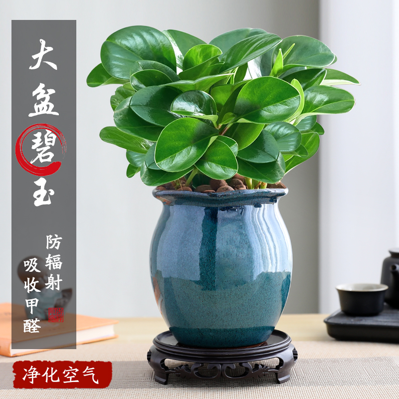 碧玉盆栽室内绿植豆瓣绿四季常青