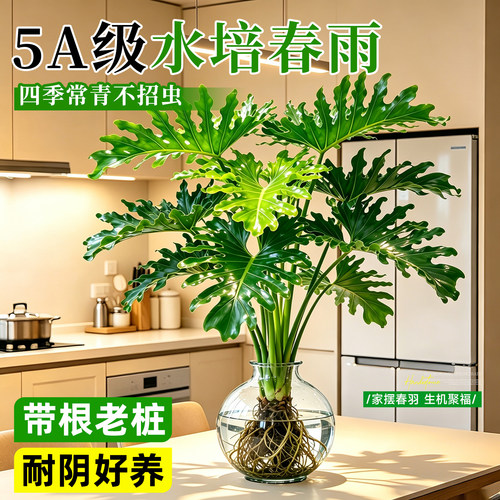 【水培大叶春羽】除醛老桩绿植物